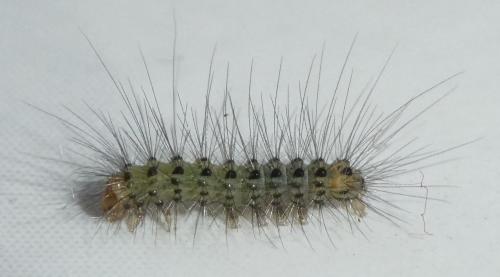Diaphora mendica